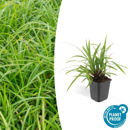 Ornamental grass - Japanese carpet sedge - Carex morrowii Irish Green - 9cm pot