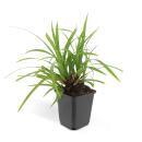 Ornamental grass - Japanese carpet sedge - Carex morrowii Irish Green - 9cm pot