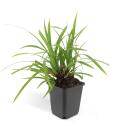 Ziergras - Japanische Teppich-Segge - Carex morrowii Irish Green - 9cm Topf