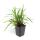 Ziergras - Japanische Teppich-Segge - Carex morrowii Irish Green - 9cm Topf