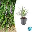 Grappe de clochettes - Liriope muscari Ingwersen - Pot 9cm