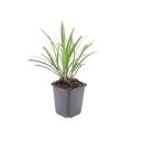 Grappe de clochettes - Liriope muscari Ingwersen - Pot 9cm