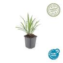 Grappe de clochettes - Liriope muscari Ingwersen - Pot 9cm