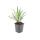 Liriope muscari Ingwersen - 9cm pot