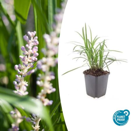 Bell vine - Lily grass - Liriope muscari Monroe White - 9cm pot