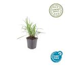 Bell vine - Lily grass - Liriope muscari Monroe White - 9cm pot