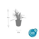 Bell vine - Lily grass - Liriope muscari Monroe White - 9cm pot