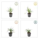 Bell vine - Lily grass - Liriope muscari Monroe White - 9cm pot