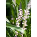 Bell vine - Lily grass - Liriope muscari Monroe White - 9cm pot