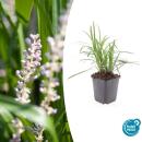 Bell vine - Lily grass - Liriope muscari Monroe White - 9cm pot