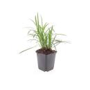 Bell vine - Lily grass - Liriope muscari Monroe White - 9cm pot