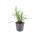 Bell vine - Lily grass - Liriope muscari Monroe White - 9cm pot