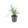 Bell vine - Lily grass - Liriope muscari Monroe White - 9cm pot