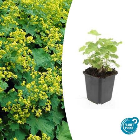 Ladys mantle - Alchemilla mollis - Perennial - 9cm pot