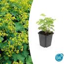 Frauenmantel - Alchemilla mollis - Staude - 9cm Topf