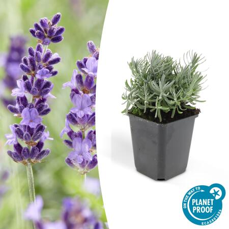 Lavender plant - Lavandula angustifolia Hidcote - True lavender - 9cm pot