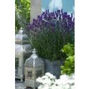 Lavender plant - Lavandula angustifolia Hidcote - True lavender - 9cm pot