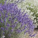 Lavender plant - Lavandula angustifolia Hidcote - True lavender - 9cm pot