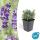 Lavender plant - Lavandula angustifolia Hidcote - True lavender - 9cm pot