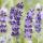 Lavender plant - Lavandula angustifolia Hidcote - True lavender - 9cm pot