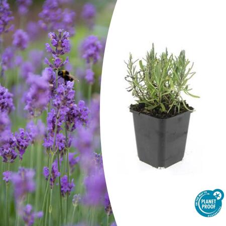 Lavender plant - Lavandula angustifolia Munstead - True lavender - 9cm pot