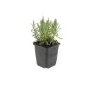 Lavender plant - Lavandula angustifolia Munstead - True lavender - 9cm pot