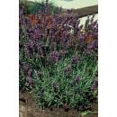 Lavender plant - Lavandula angustifolia Munstead - True lavender - 9cm pot