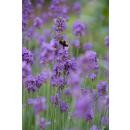 Lavender plant - Lavandula angustifolia Munstead - True lavender - 9cm pot