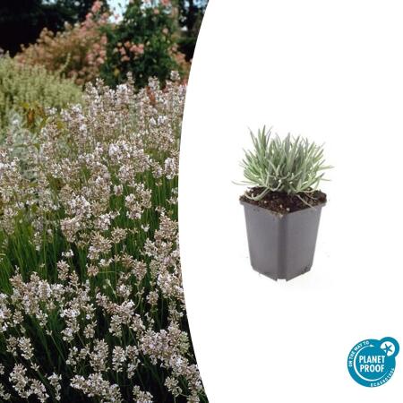 Weisser Provence-Lavendel - Lavandula intermedia Edelweiss - 9cm Topf