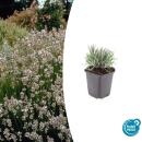 White Provence lavender - Lavandula intermedia Edelweiss - 9cm pot