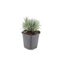 White Provence lavender - Lavandula intermedia Edelweiss - 9cm pot