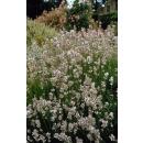 White Provence lavender - Lavandula intermedia Edelweiss - 9cm pot