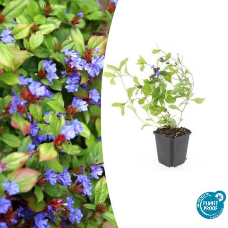 Couvre-sol - Plombier de Chine - Ceratostigma plumbaginoides - pot 9cm