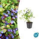 Ground cover - Chinese plumbago - Ceratostigma...