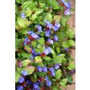 Couvre-sol - Plombier de Chine - Ceratostigma plumbaginoides - pot 9cm