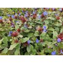 Couvre-sol - Plombier de Chine - Ceratostigma plumbaginoides - pot 9cm