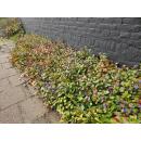 Ground cover - Chinese plumbago - Ceratostigma plumbaginoides - 9cm pot