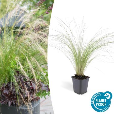 Ziergras - Mexikanisches Federgras - Stipa tenuissima Ponytails - 9cm Topf