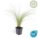 Ziergras - Mexikanisches Federgras - Stipa tenuissima Ponytails - 9cm Topf