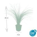 Ziergras - Mexikanisches Federgras - Stipa tenuissima Ponytails - 9cm Topf