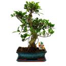 Bonsai Chinese fig tree - Ficus retusa - 12-15 years