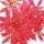 Bonsaï éventail japonais en érable - Palmier Acer. atropurpureum 15cm coupe carrée