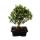 Buis bonsaï - Buxus herlandii 15cm