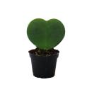 Sweetheart - heart plant in 6cm pot