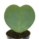 Hoya kerii - plante de coeur, plante de coeur ou petite...