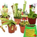 Starter Set Carnivorous Plants - 5 Plant + Special Soil