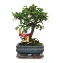 Bonsai Chinese elm - Ulmus parviflora - 6 years -...