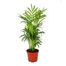 Chamaedorea elegans - palmier de montagne - 3 plantes en...
