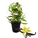 Vanilla planifolia - Orchidée grimpante - Véritable vanillier sur treillis pot de 11cm
