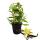 Vanilla planifolia - Orchidée grimpante - Véritable vanillier sur treillis pot de 11cm